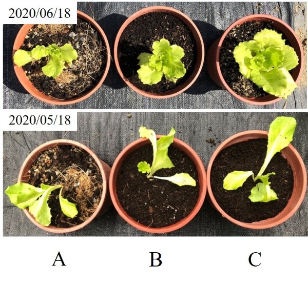 植生菜園土實驗俯視照