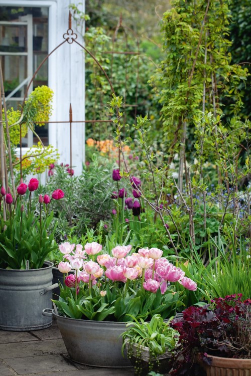 A mix of ‘Pink Star’ and ‘Crème Upstar’