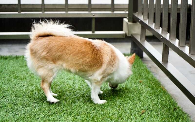 Common types of artificial grass