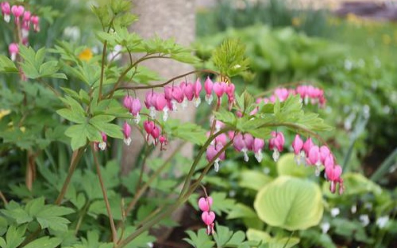 日本白崎防草布
