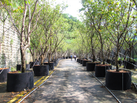 植生根控板假植養根