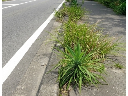 強化型縫隙防草條